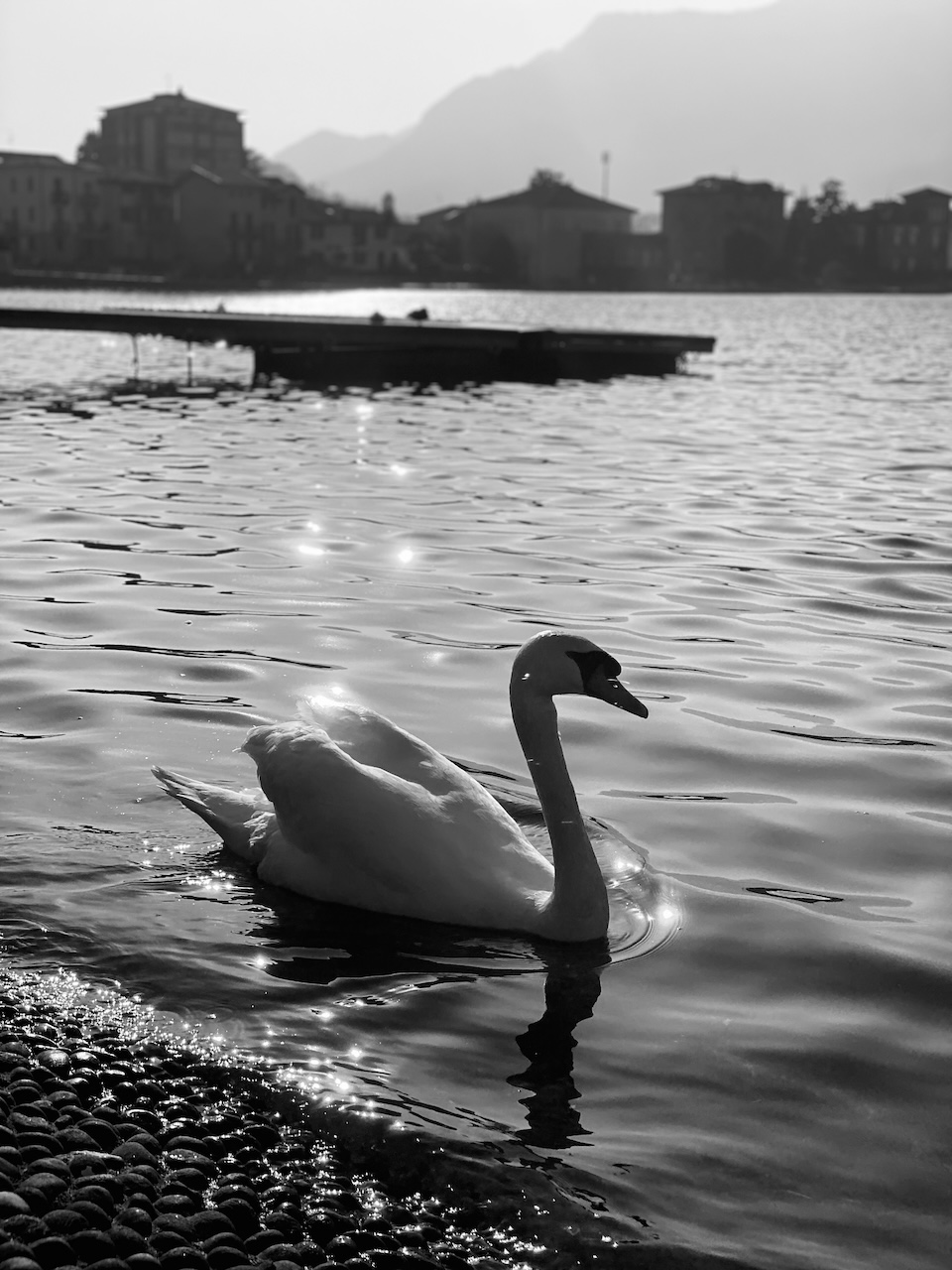 Bild Swan
