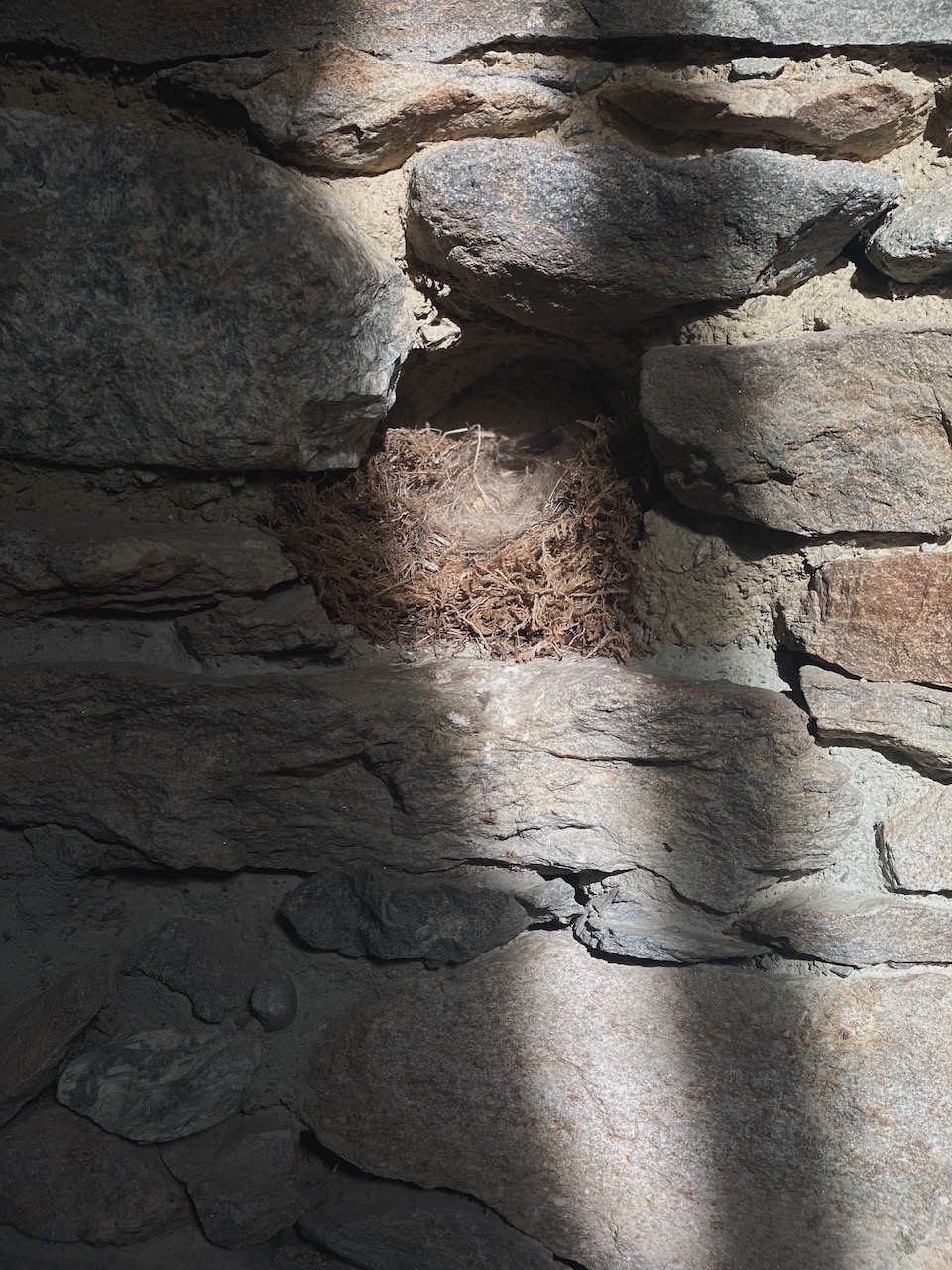 Bild Vogelnest In Steinmauer