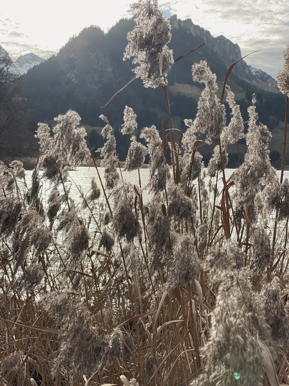 Bild Schwarzsee Spaziergang