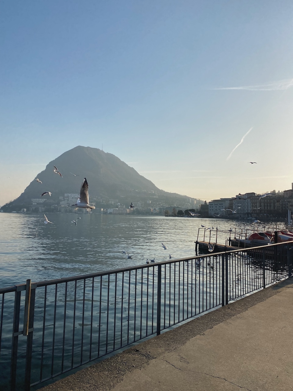 Bild Lugano Birds