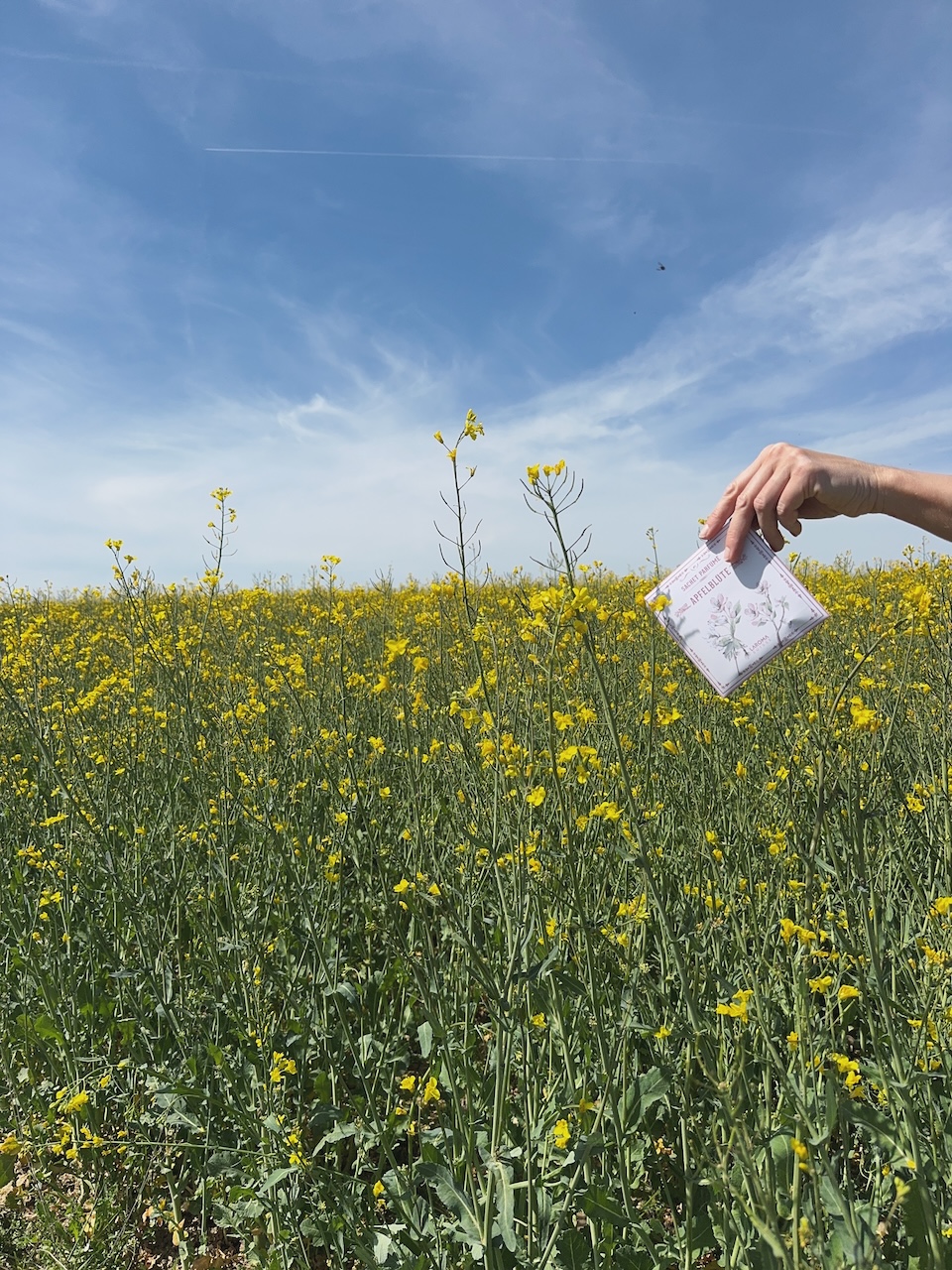 Bild Apfelblüte
