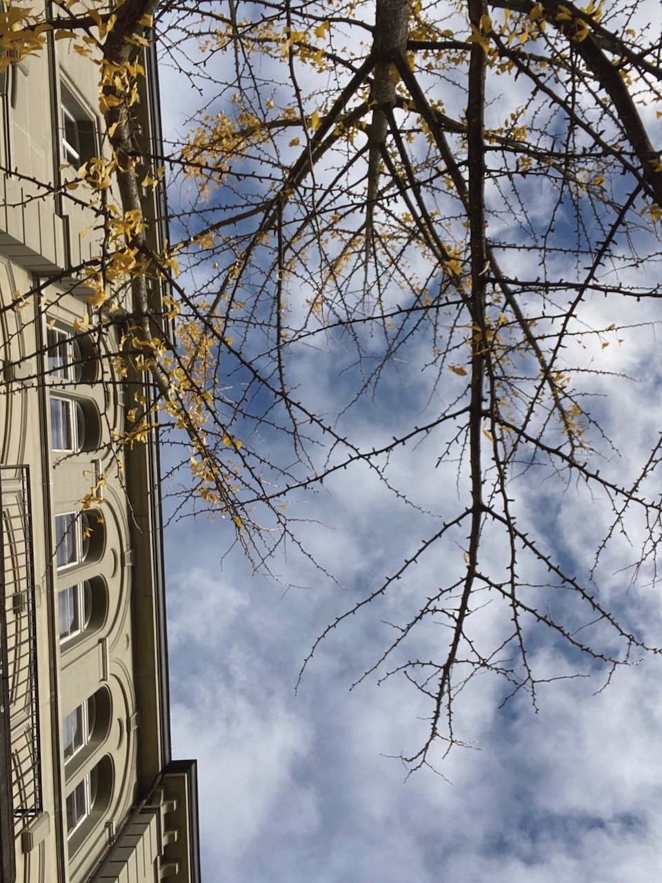 Bild Gingko Baum