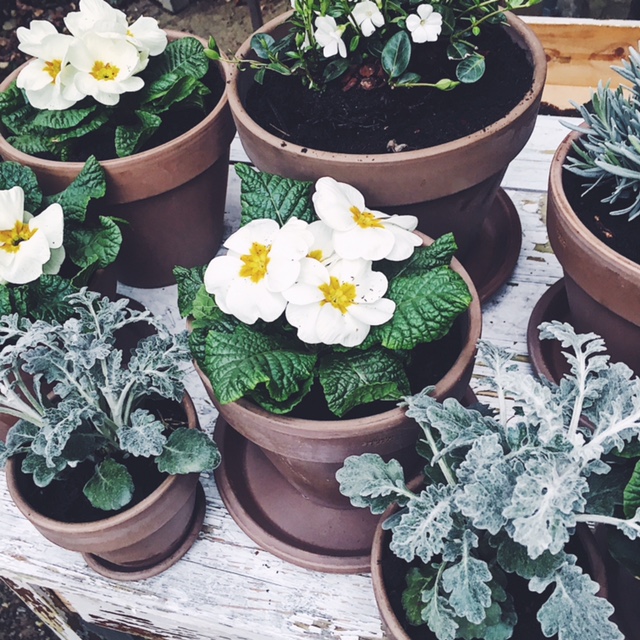 SPRING IN A POT