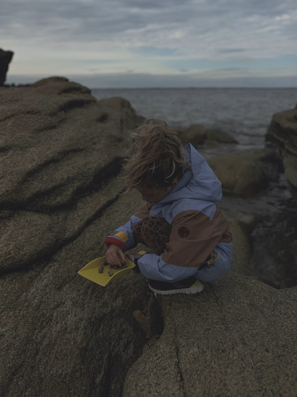 Bild Mussels Gathering