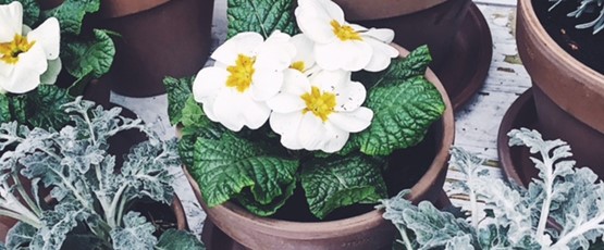 SPRING IN A POT