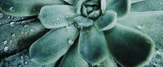 SUCCULENT