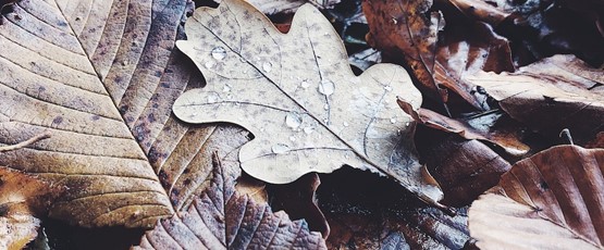 BYE BYE AUTUMN
