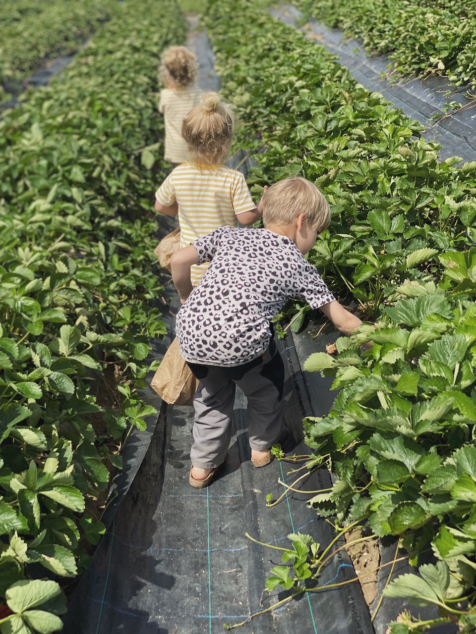 Bild Kinder Pflücken Erdbeeren