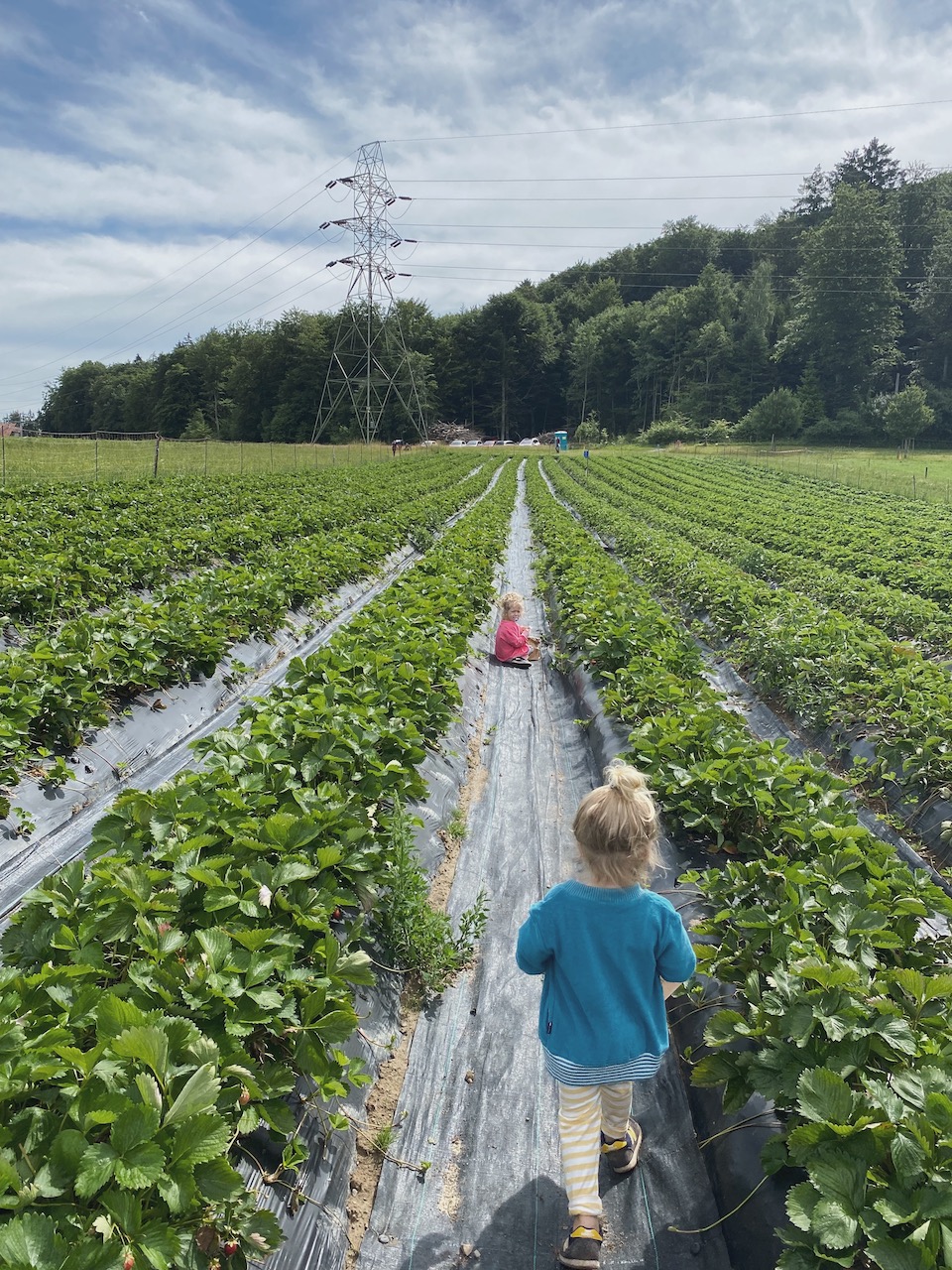 Bild Erdbeerfeld Kinder