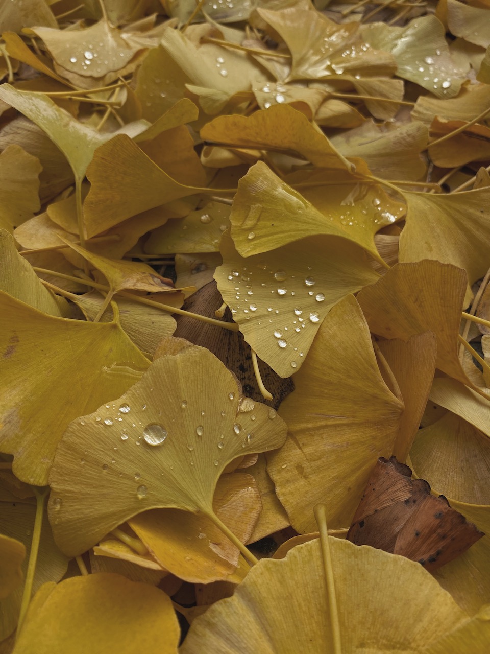 Bild Gingko Blatt