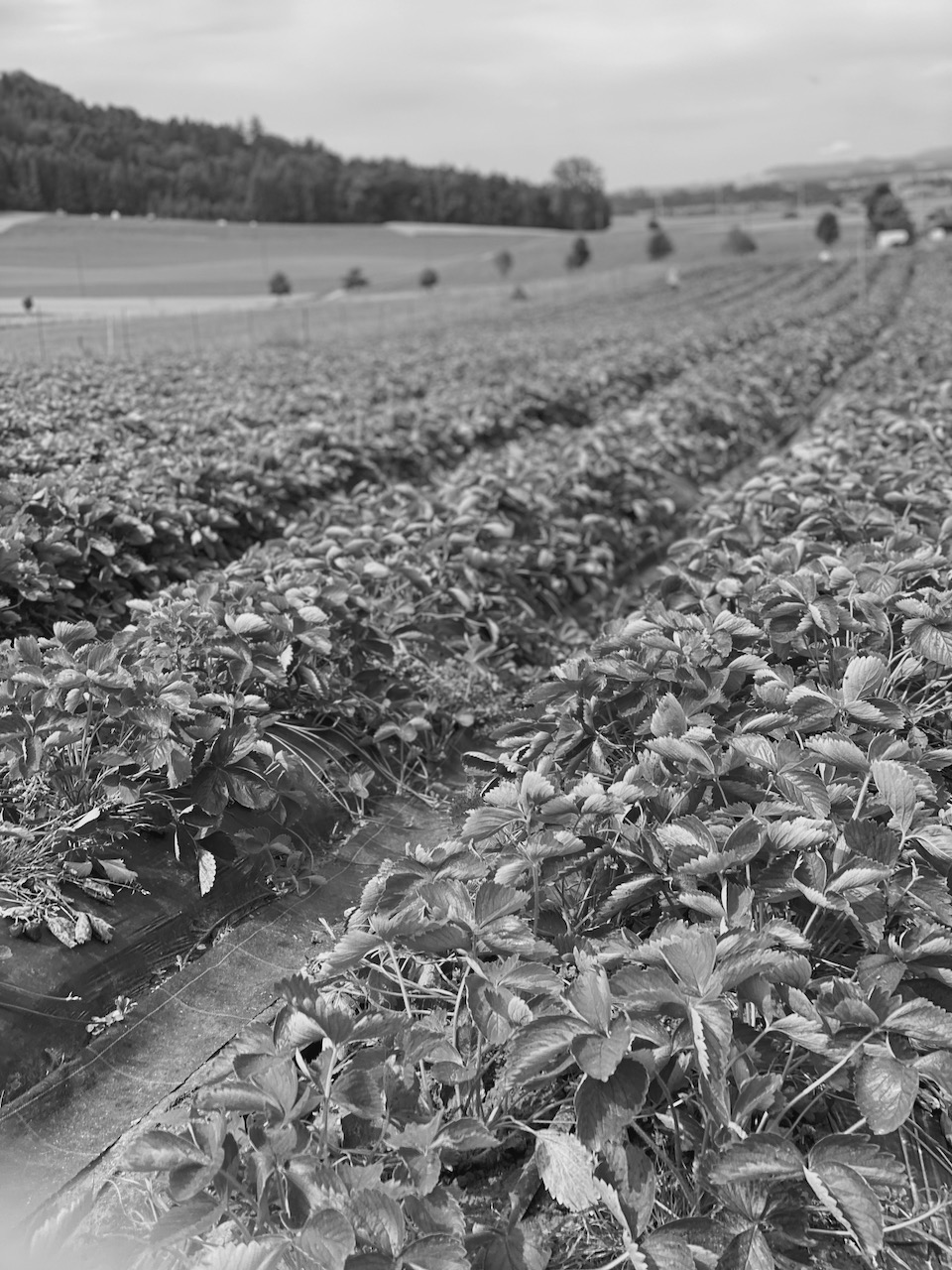 BERRY PICKERS