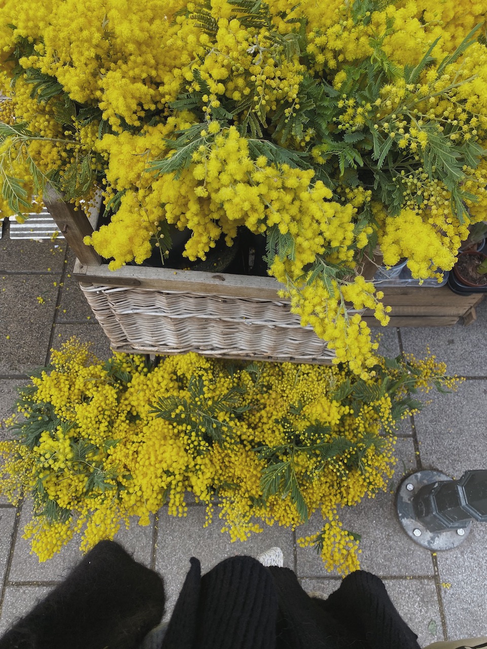 Bild Mimose Vor Mimose