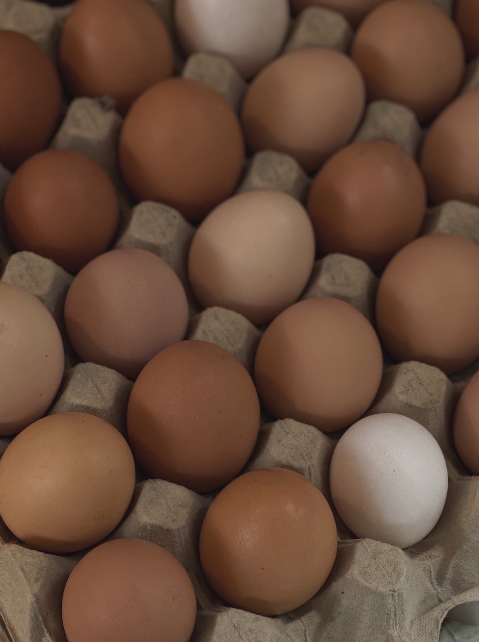Bild Eggs