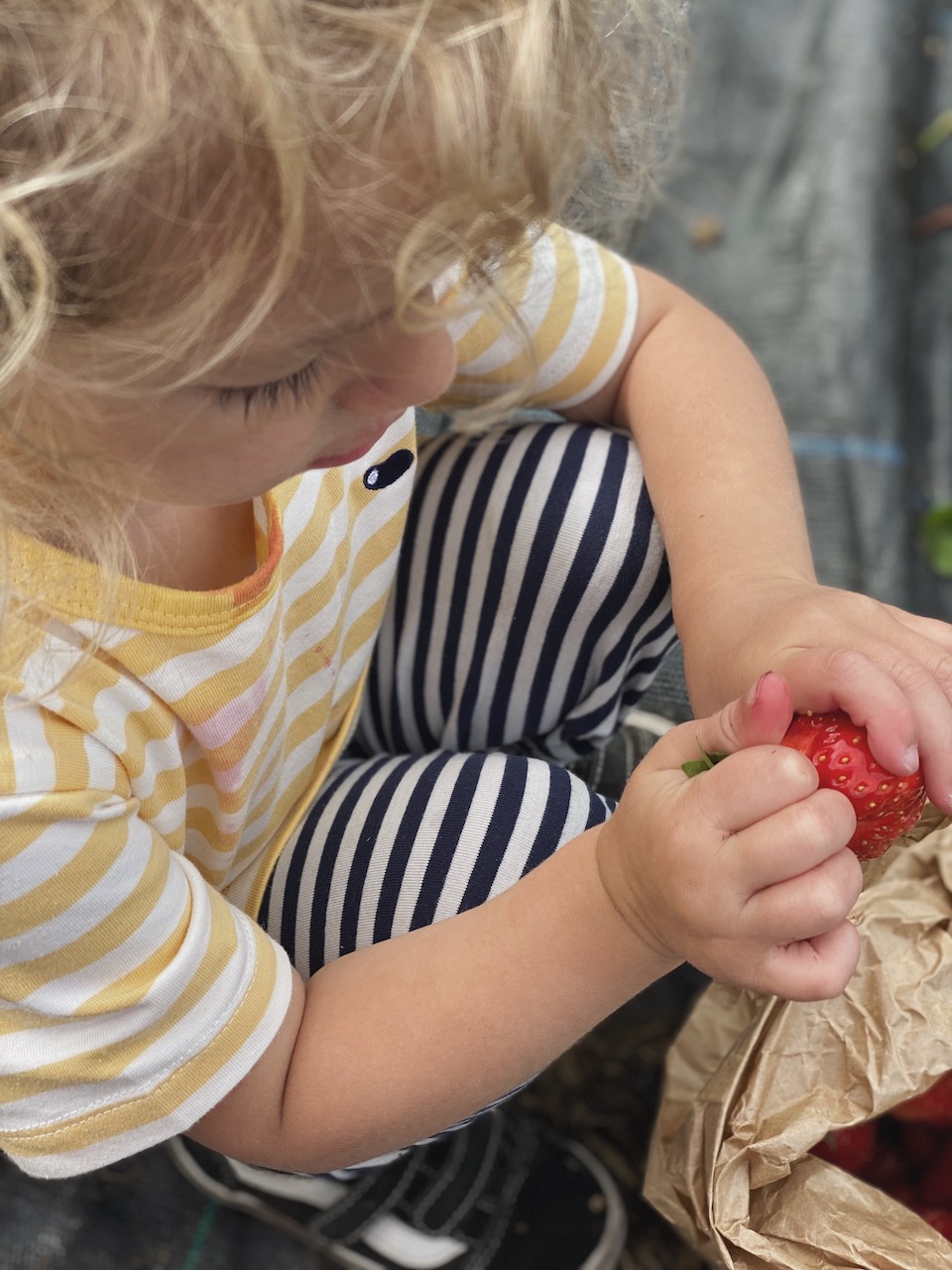 Bild Erdbeeren Essen